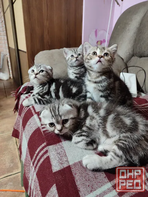 Шотландские котята, мальчик вислоухий, девочка прямоухая Донецк - изображение 1
