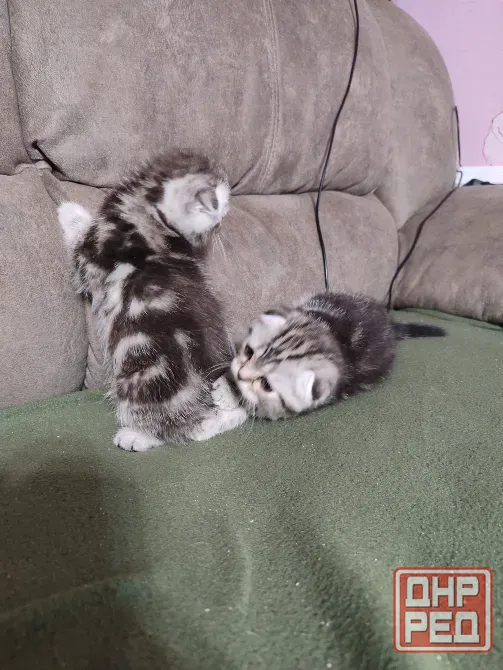 Шотландские котята, мальчик вислоухий, девочка прямоухая Донецк - изображение 4