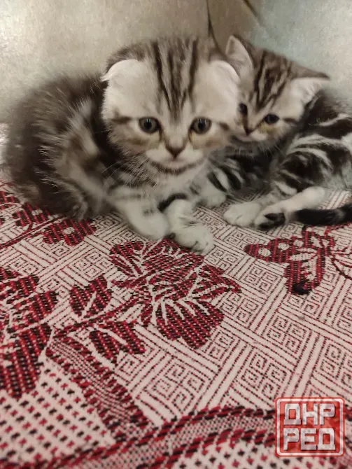 Шотландские котята, мальчик вислоухий, девочка прямоухая Донецк - изображение 7