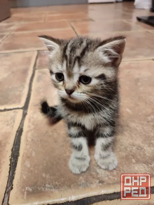 Шотландские котята, мальчик вислоухий, девочка прямоухая Донецк - изображение 3