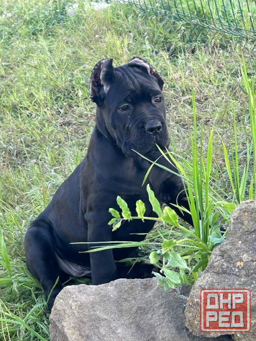 Продажа щенков Донецк - изображение 7