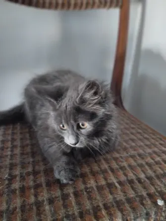 Кошечка Мейн Кун Донецк