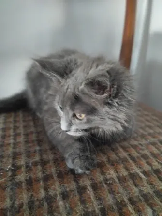 Кошечка Мейн Кун Донецк