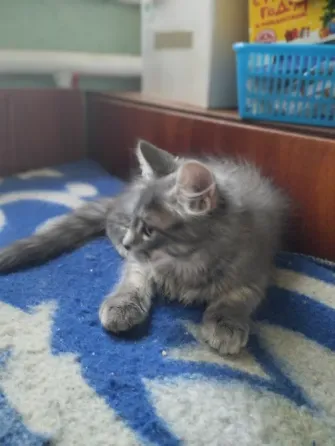 Кошечка Мейн Кун Донецк