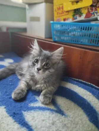 Кошечка Мейн Кун Донецк