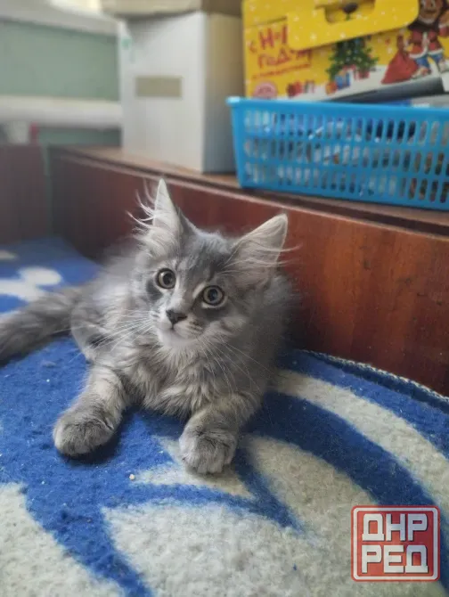 Кошечка Мейн Кун Донецк - изображение 1