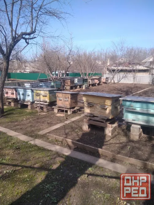 Продам 5 уликов Горловка - изображение 2