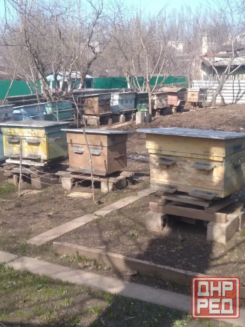 Продам 5 уликов Горловка - изображение 1