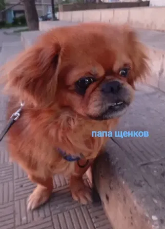 продаются щенки пекинеса, днр, город зугрес Зугрэс