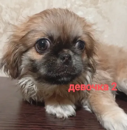 продаются щенки пекинеса, днр, город зугрес Зугрэс