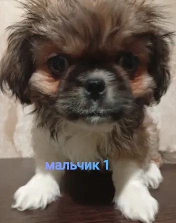 продаются щенки пекинеса, днр, город зугрес Зугрэс