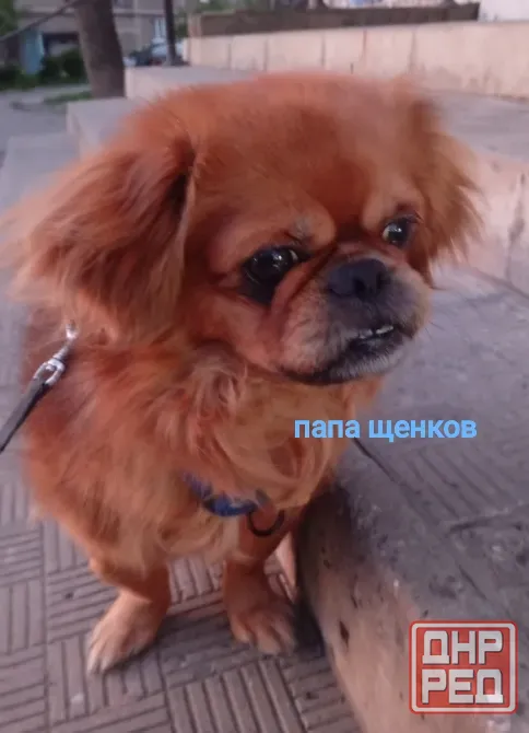 продаются щенки пекинеса, днр, город зугрес Зугрэс - изображение 6