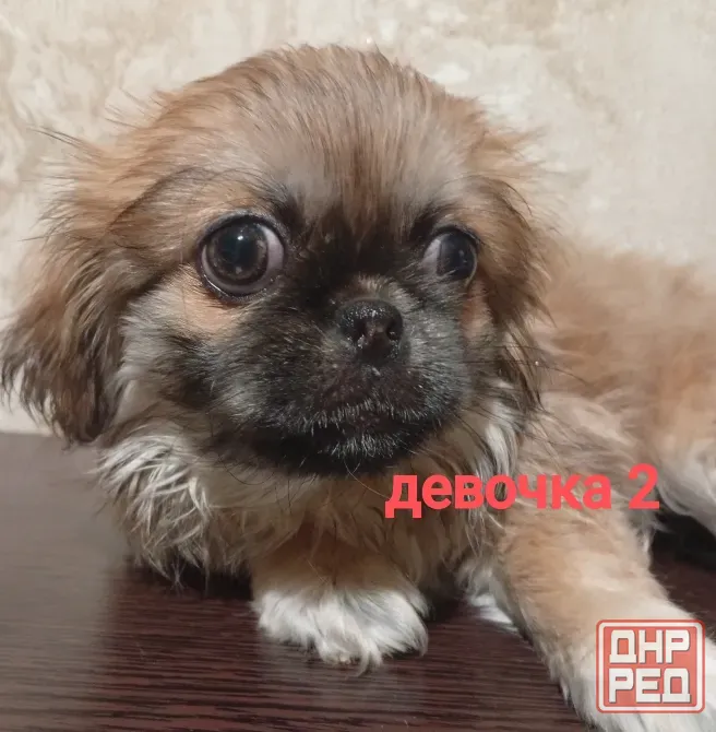 продаются щенки пекинеса, днр, город зугрес Зугрэс - изображение 2
