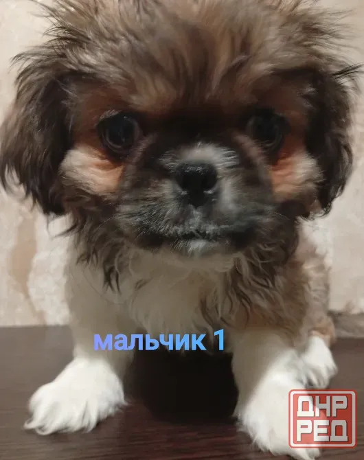 продаются щенки пекинеса, днр, город зугрес Зугрэс - изображение 4
