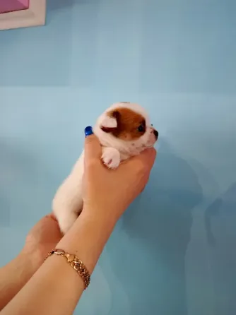 Чихуахуа Донецк