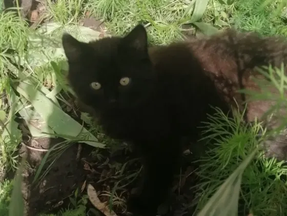 Котята бесплатно в добрые руки Макеевка