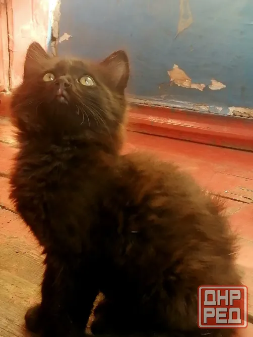 Котята бесплатно в добрые руки Макеевка - изображение 1