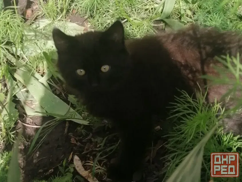 Котята бесплатно в добрые руки Макеевка - изображение 2