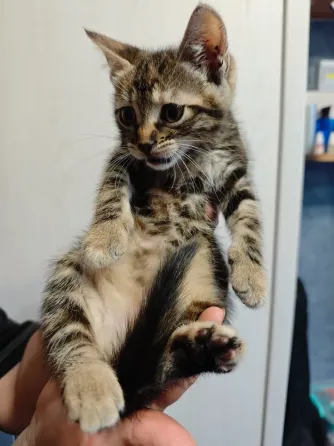 Отдам котят в добрые руки Макеевка