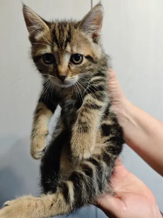 Отдам котят в добрые руки Макеевка