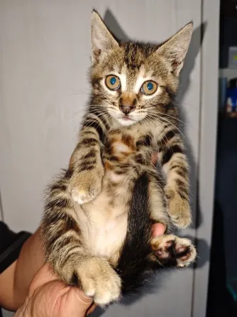 Отдам котят в добрые руки Макеевка