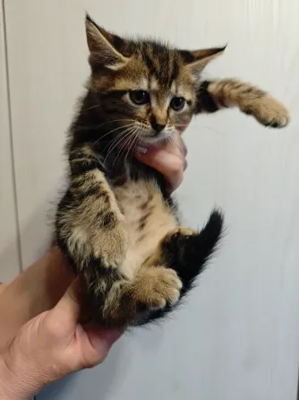 Отдам котят в добрые руки Макеевка