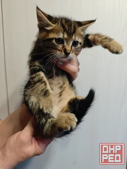 Отдам котят в добрые руки Макеевка - изображение 3