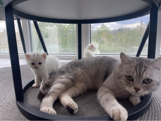 Шотландские котята. Донецк