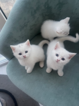 Шотландские котята. Донецк