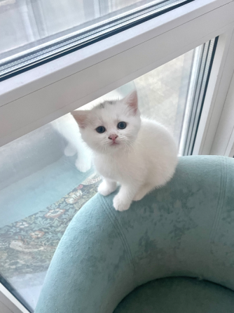 Шотландские котята. Донецк