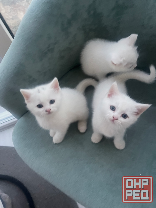 Шотландские котята. Донецк - изображение 2