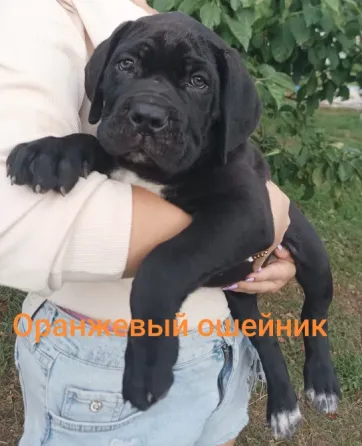 Щенки Кане-Корсо Горловка