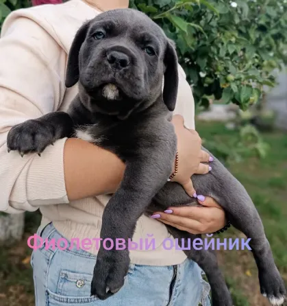Щенки Кане-Корсо Горловка