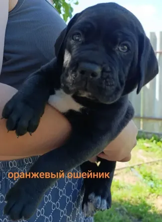 Щенки Кане-Корсо Горловка