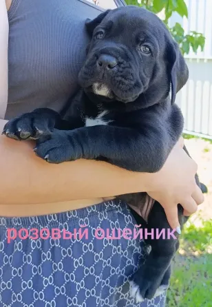 Щенки Кане-Корсо Горловка