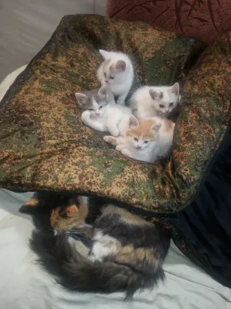 Отдам котенка Донецк