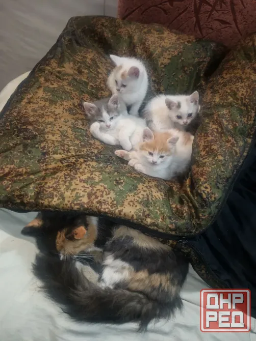 Отдам котенка Донецк - изображение 1
