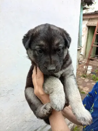 Щенки в добрые руки Донецк