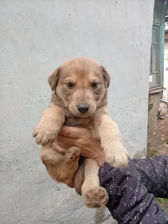 Щенки в добрые руки Донецк