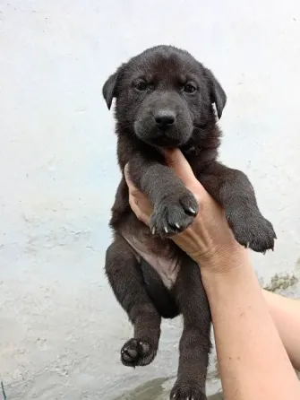 Щенки в добрые руки Донецк