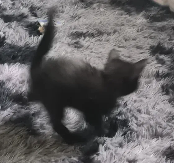 Отдам котят! Макеевка