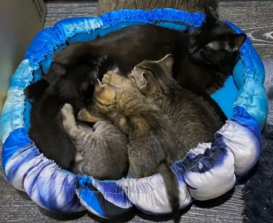 Отдам котят! Макеевка