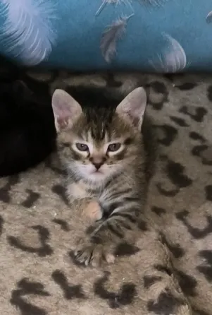 Отдам котят! Макеевка