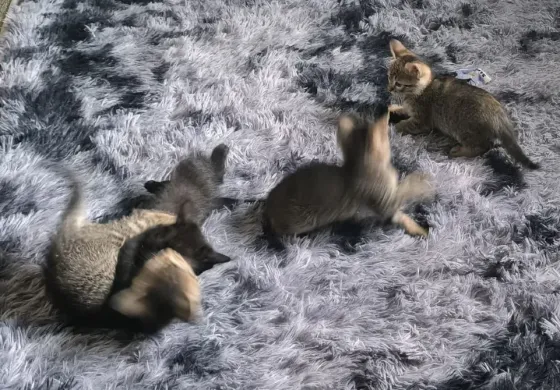 Отдам котят! Макеевка