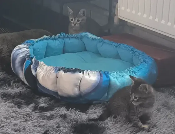 Отдам котят! Макеевка