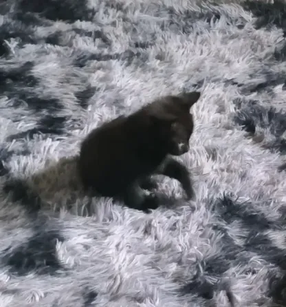 Отдам котят! Макеевка