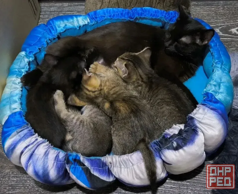 Отдам котят! Макеевка - изображение 5