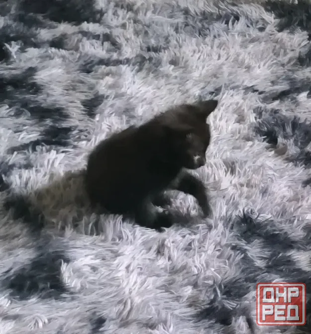 Отдам котят! Макеевка - изображение 3