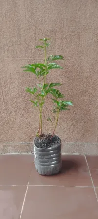 Пион белый Донецк
