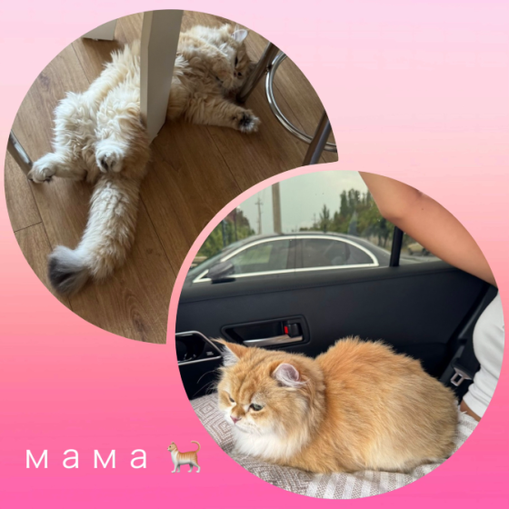 Продаются чистокровные котята породы Шотландская золотая шиншилла Макеевка